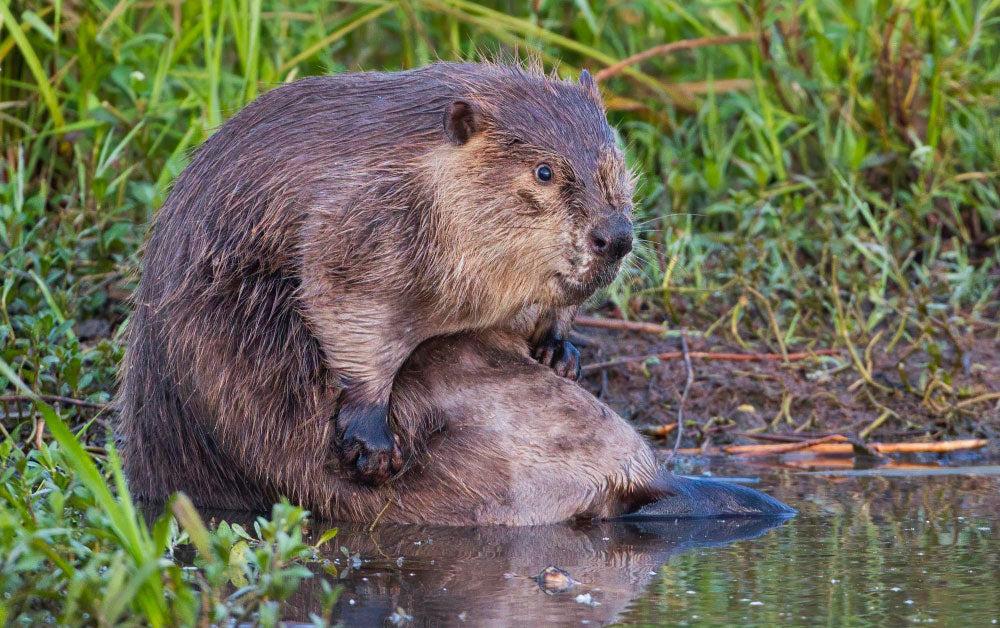 404-niet-gevonden-woody-de-bever WoodWideCities